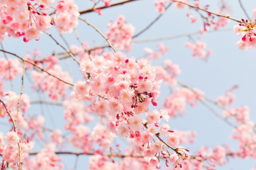 cherry-blossom-tree-gba58b58d0_1920